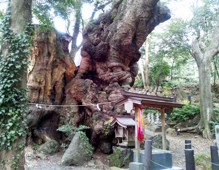 熱海 来宮神社の大楠